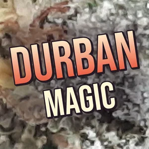 Durban Magic Cannabis Strain