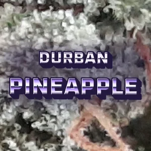 Durban Pineapple Cannabis Strain