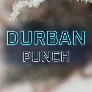 Durban Punch Cannabis Strain