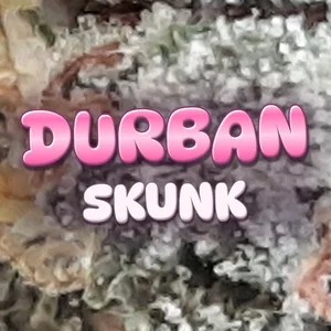 Durban Skunk Cannabis Strain