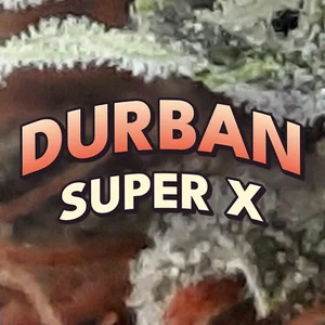 Durban Super X Cannabis Strain
