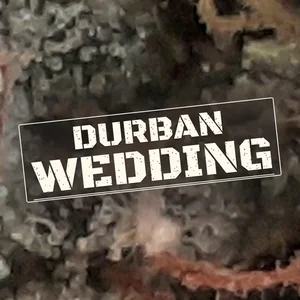 Durban Wedding Cannabis Strain