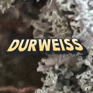 Durweiss Cannabis Strain