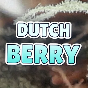 Dutch Berry Cannabis Strain