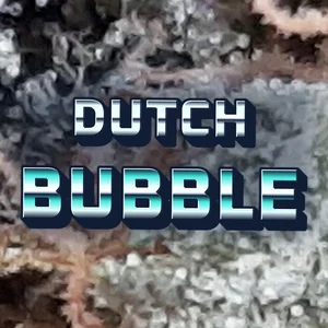 Dutch Bubble Cannabis Strain