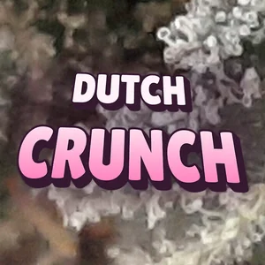 Dutch Crunch Cannabis Strain