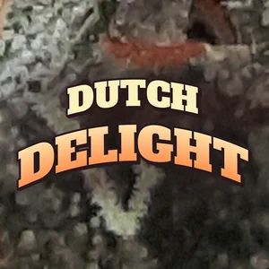 Dutch Delight Cannabis Strain