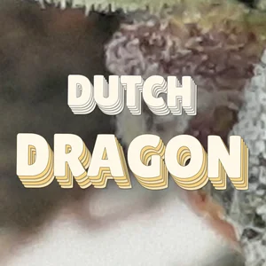 Dutch Dragon Cannabis Strain