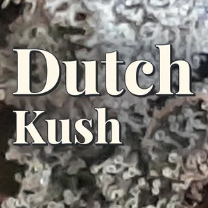 Dutch Kush Cannabis Strain