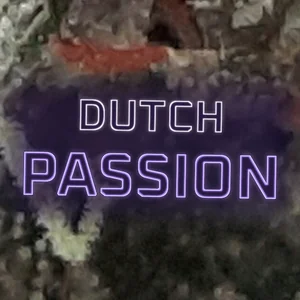 Dutch Passion Cannabis Strain