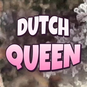 Dutch Queen Cannabis Strain