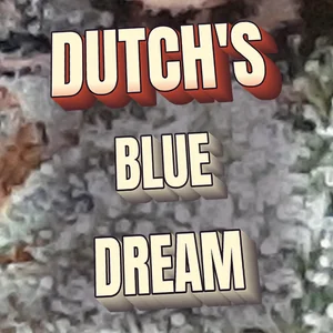Dutch's Blue Dream Cannabis Strain