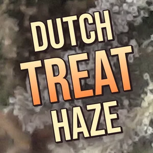 Dutch Treat Haze Cannabis Strain