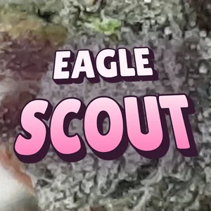 Eagle Scout Cannabis Strain