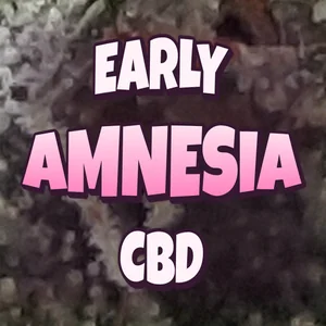 Early Amnesia CBD Cannabis Strain