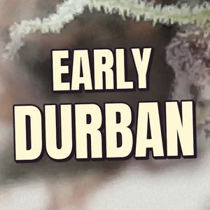 Early Durban Cannabis Strain