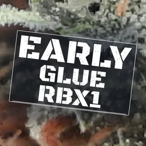 Early Glue RBx1 Cannabis Strain
