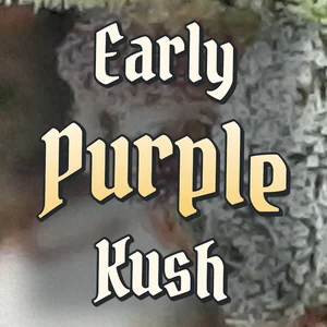 Early Purple Kush Cannabis Strain
