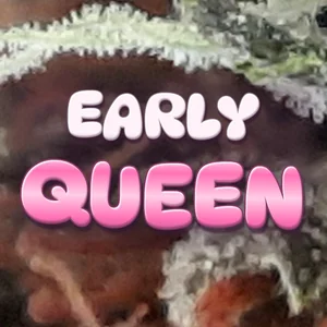 Early Queen Cannabis Strain