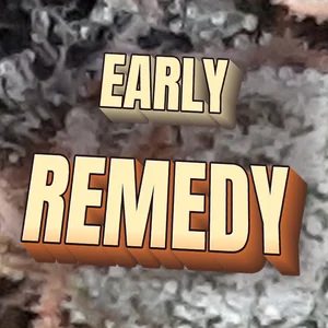 Early Remedy Cannabis Strain
