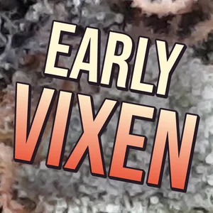 Early Vixen Cannabis Strain