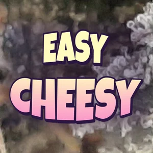 Easy Cheesy Cannabis Strain