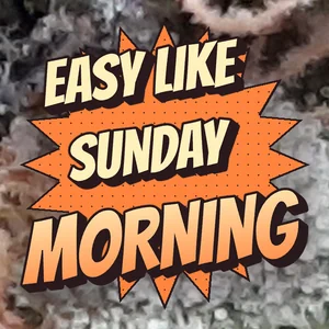 Easy Like Sunday Morning Cannabis Strain