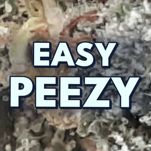 Easy Peezy Cannabis Strain