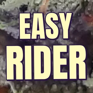 Easy Rider Cannabis Strain