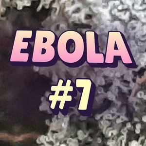 Ebola #7 Cannabis Strain