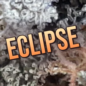 Eclipse Cannabis Strain