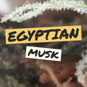Egyptian Musk Cannabis Strain