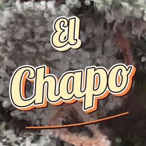 El Chapo Cannabis Strain