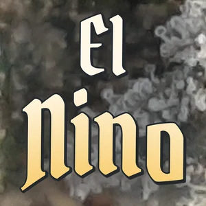 El Nino Cannabis Strain