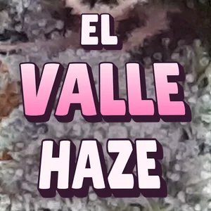 El Valle Haze Cannabis Strain