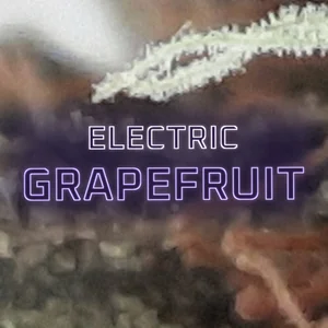 Electric Grapefruit Cannabis Strain