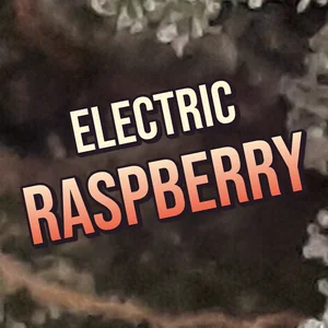 Electric Raspberry Cannabis Strain