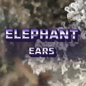 Elephant Ears Cannabis Strain