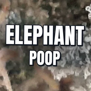 Elephant Poop Cannabis Strain