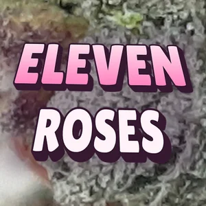 Eleven Roses Cannabis Strain