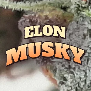 Elon Musky Cannabis Strain