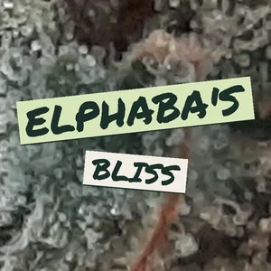 Elphaba's Bliss Cannabis Strain