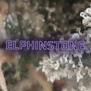 Elphinstone Cannabis Strain