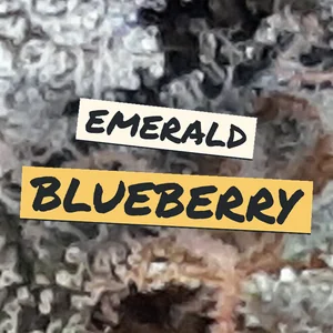 Emerald Blueberry Cannabis Strain