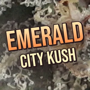 Emerald City Kush Cannabis Strain