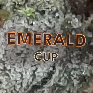 Emerald Cup Cannabis Strain