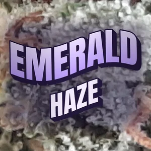 Emerald Haze Cannabis Strain