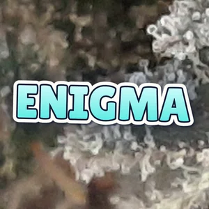 Enigma Cannabis Strain
