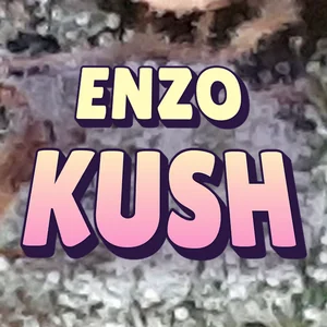 Enzo Kush Cannabis Strain