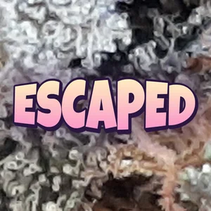 Escaped Cannabis Strain